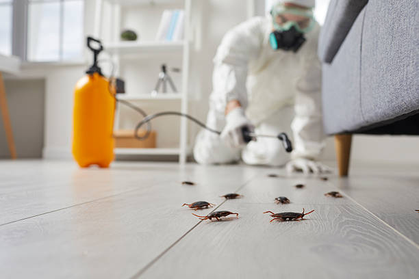 Commercial Rodent Management in Madera Ranchos